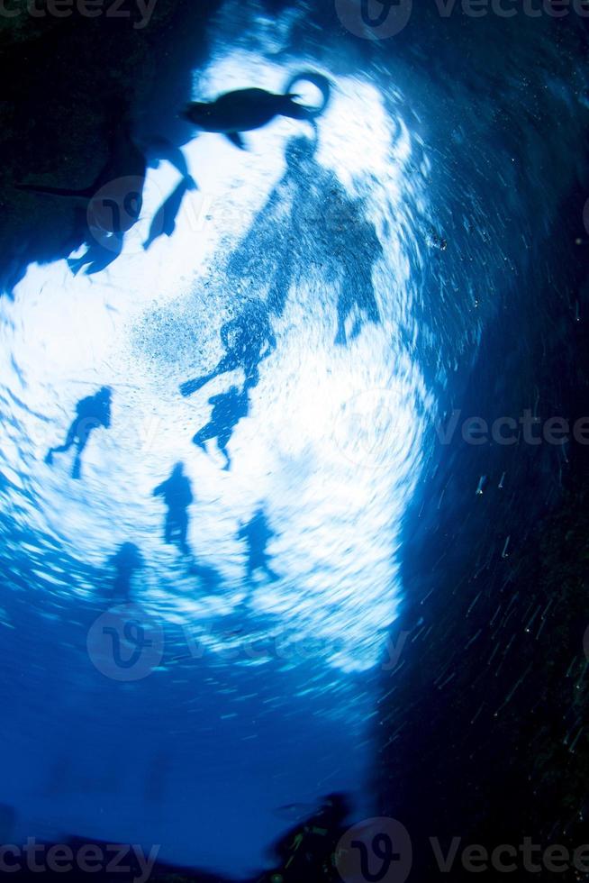 diving with sea lions in cortez sea photo