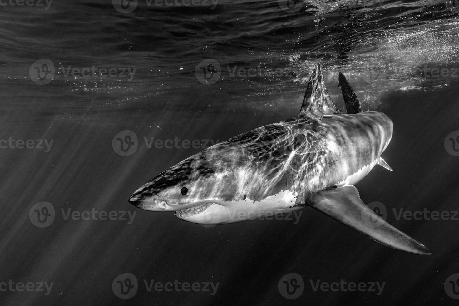 Great White shark attack photo