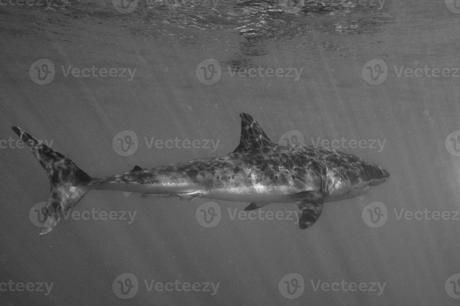 Great White shark attack photo