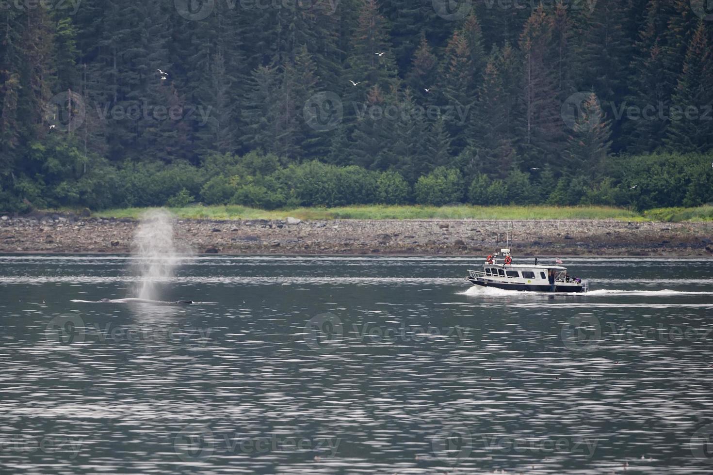 Humpback whale blowing near watching boat in Glacier Bay Alaska photo