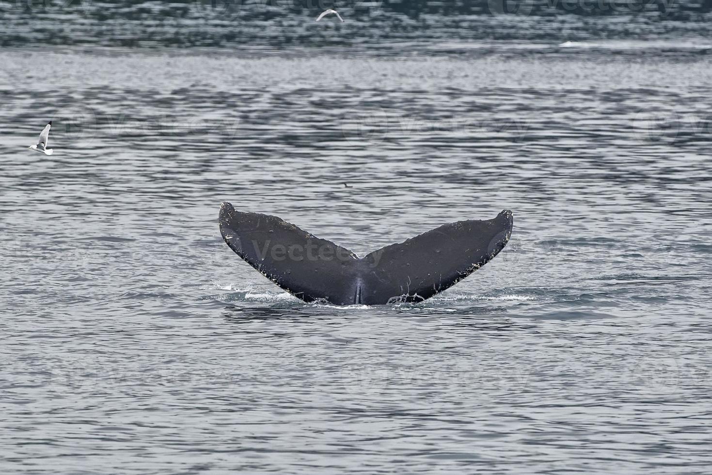 Humpback whale tail photo