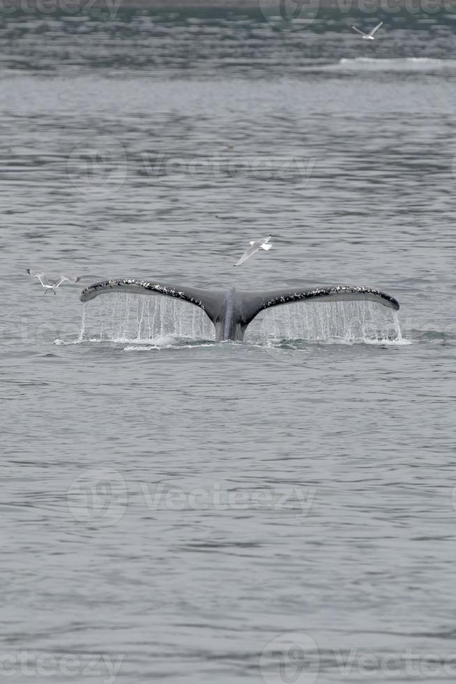 Humpback whale tail splash with seagull inglacier bay Alaska photo