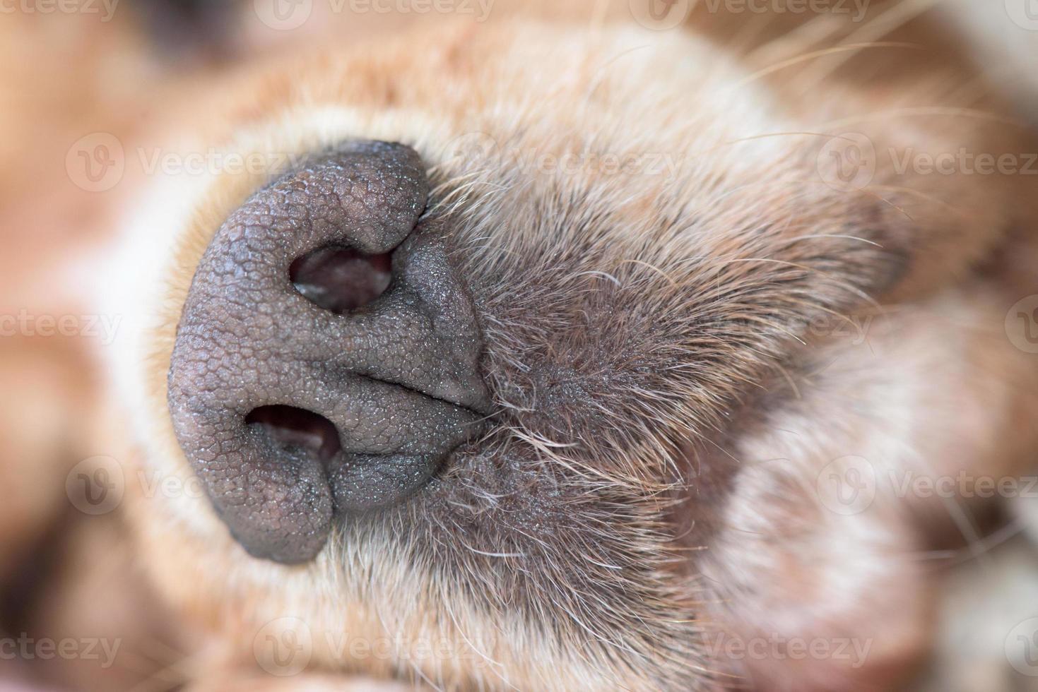 dog nose macro detail close up photo