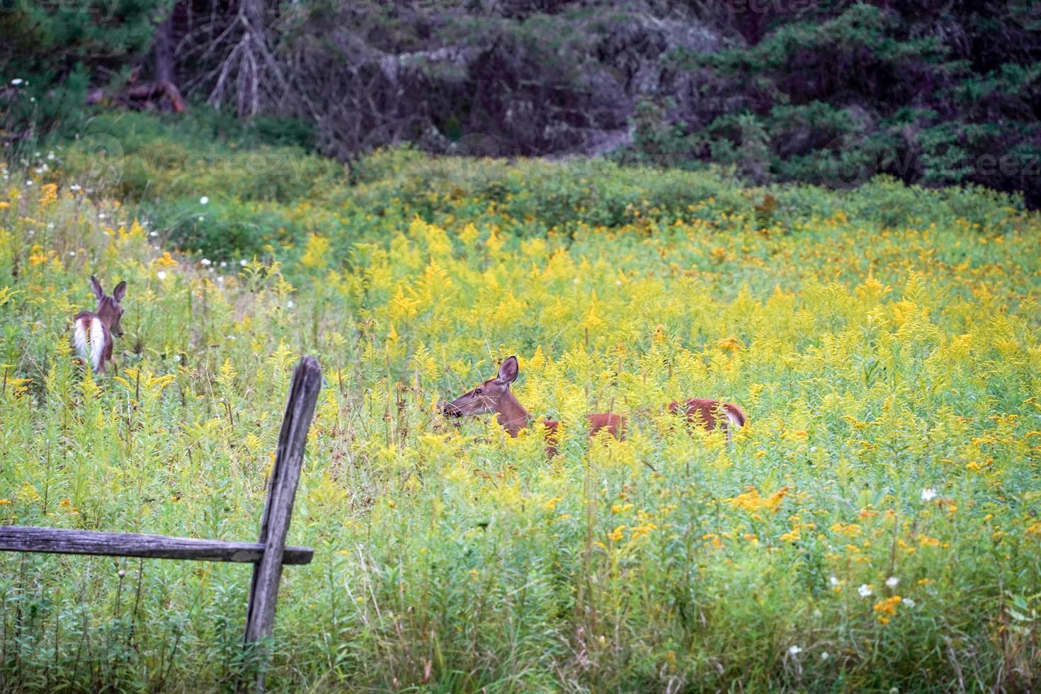 white tail deers near the houses in new york state county countryside photo