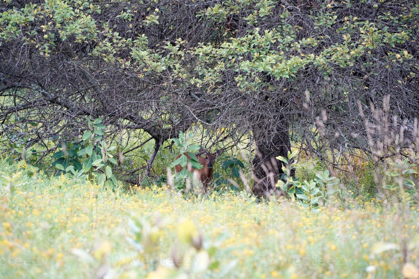 venado cola blanca cerca de las casas en el campo del condado del estado de nueva york foto