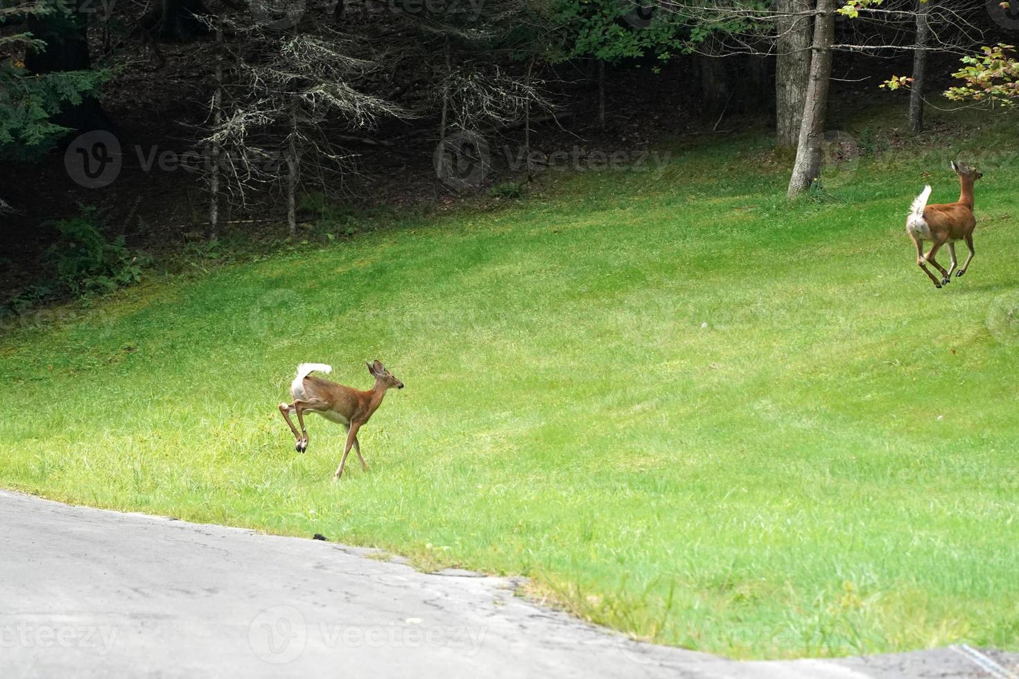 white tail deers running and crossing the road near the houses in new york state county countryside photo