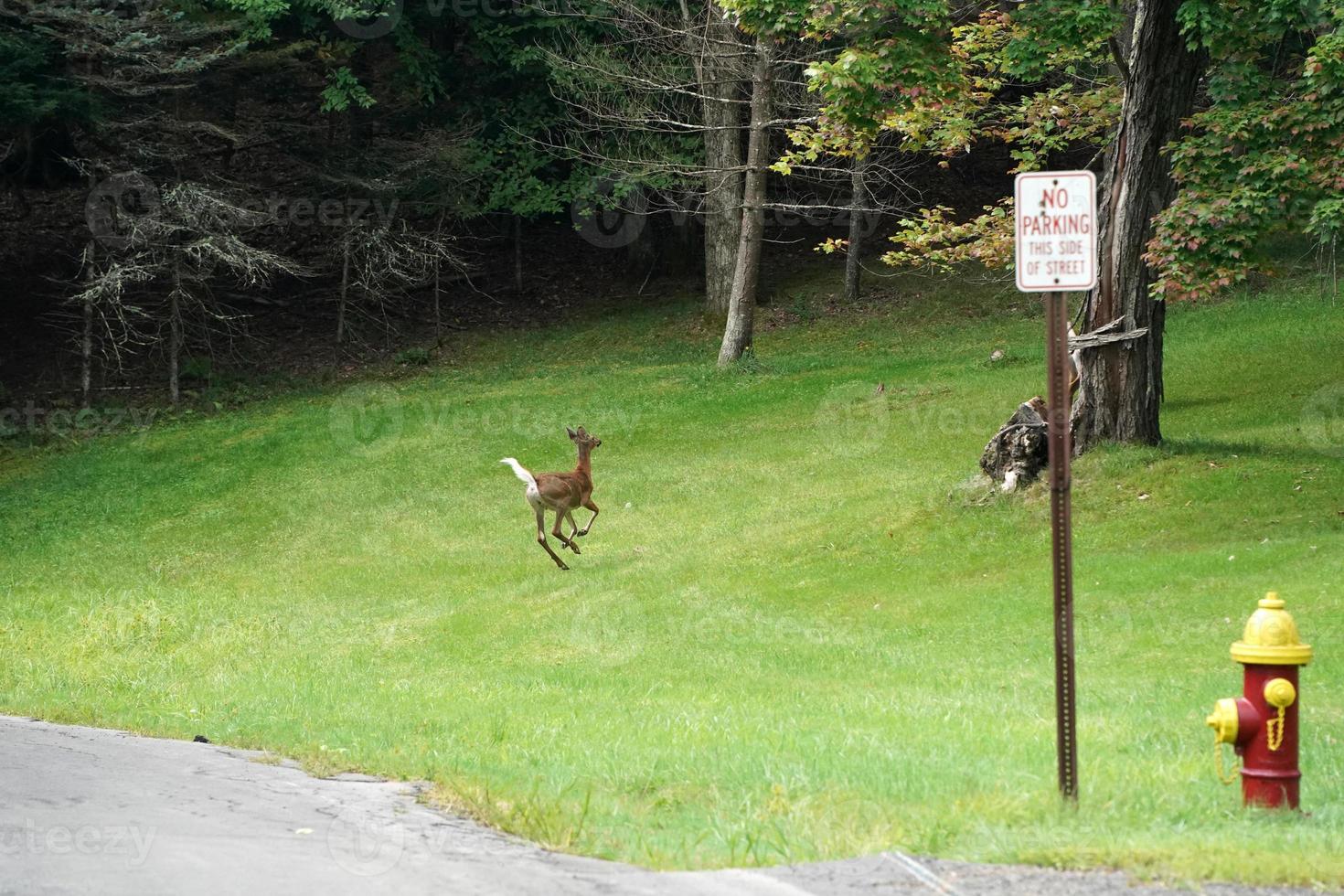 white tail deers running and crossing the road near the houses in new york state county countryside photo