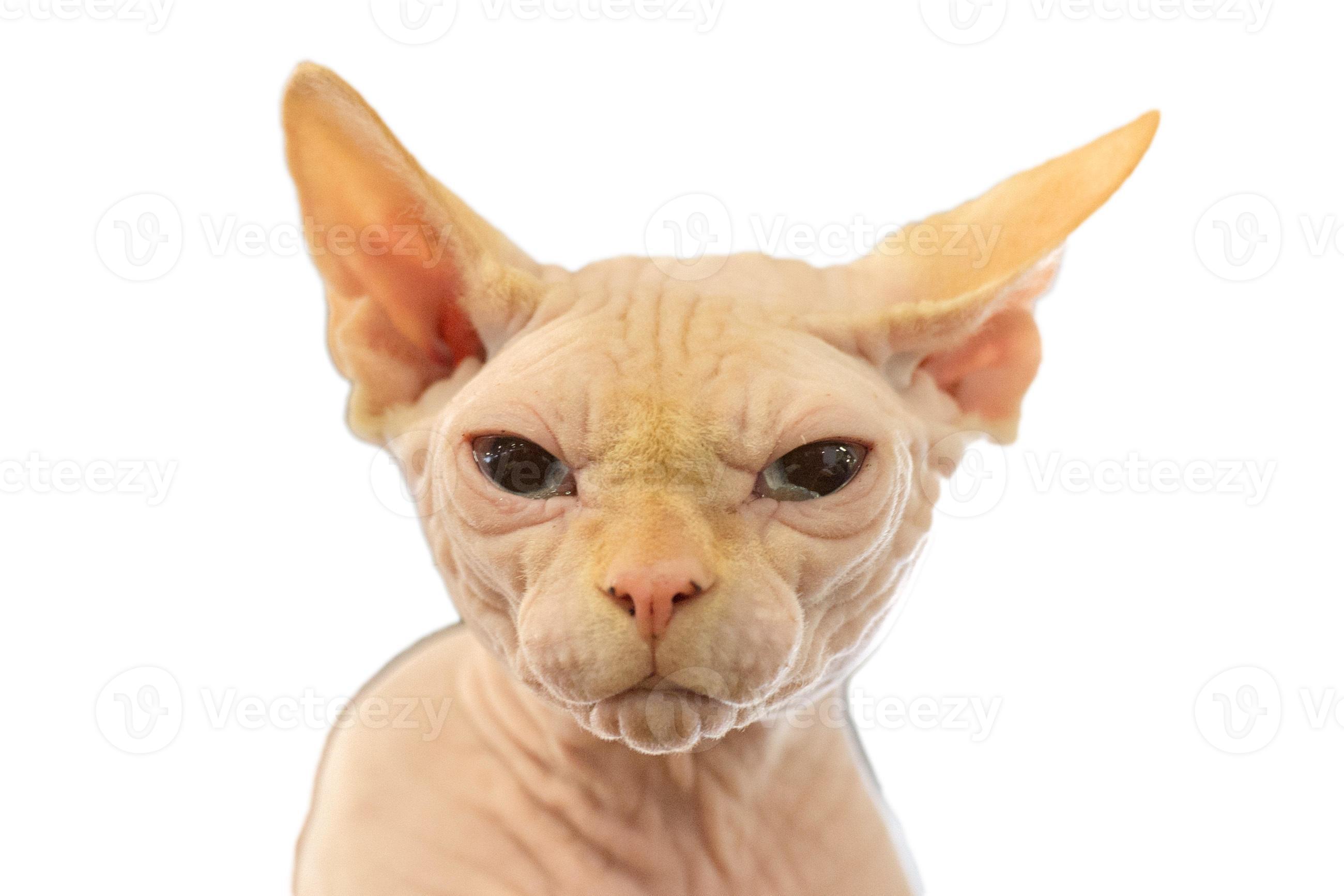 sphynx cat close up portrait 17367093 Stock Photo at Vecteezy