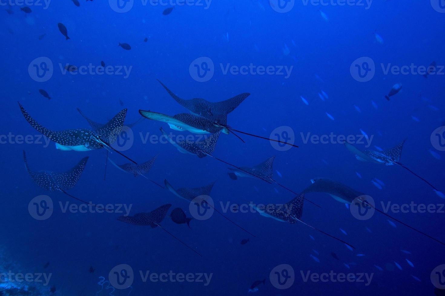 eagle ray manta while diving in Maldives photo