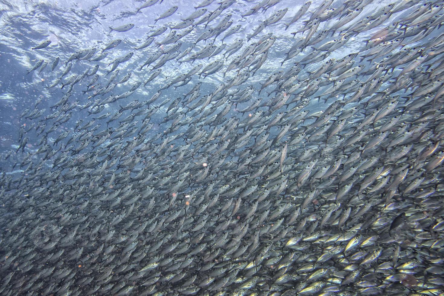 Inside a school of fish underwater photo