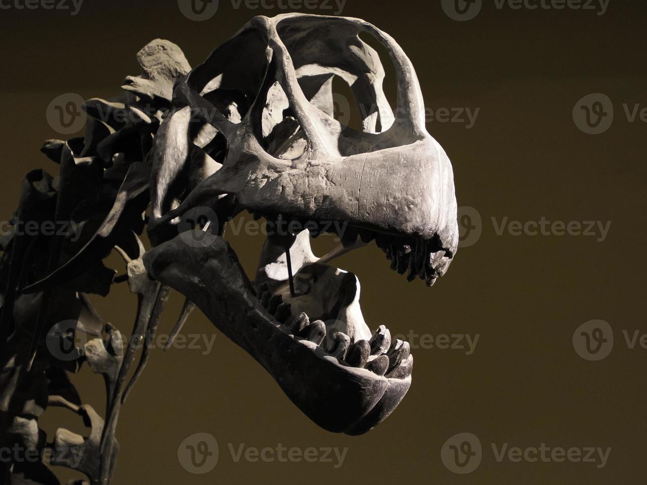 Camarasaurus dinosaur skeleton skull detail photo