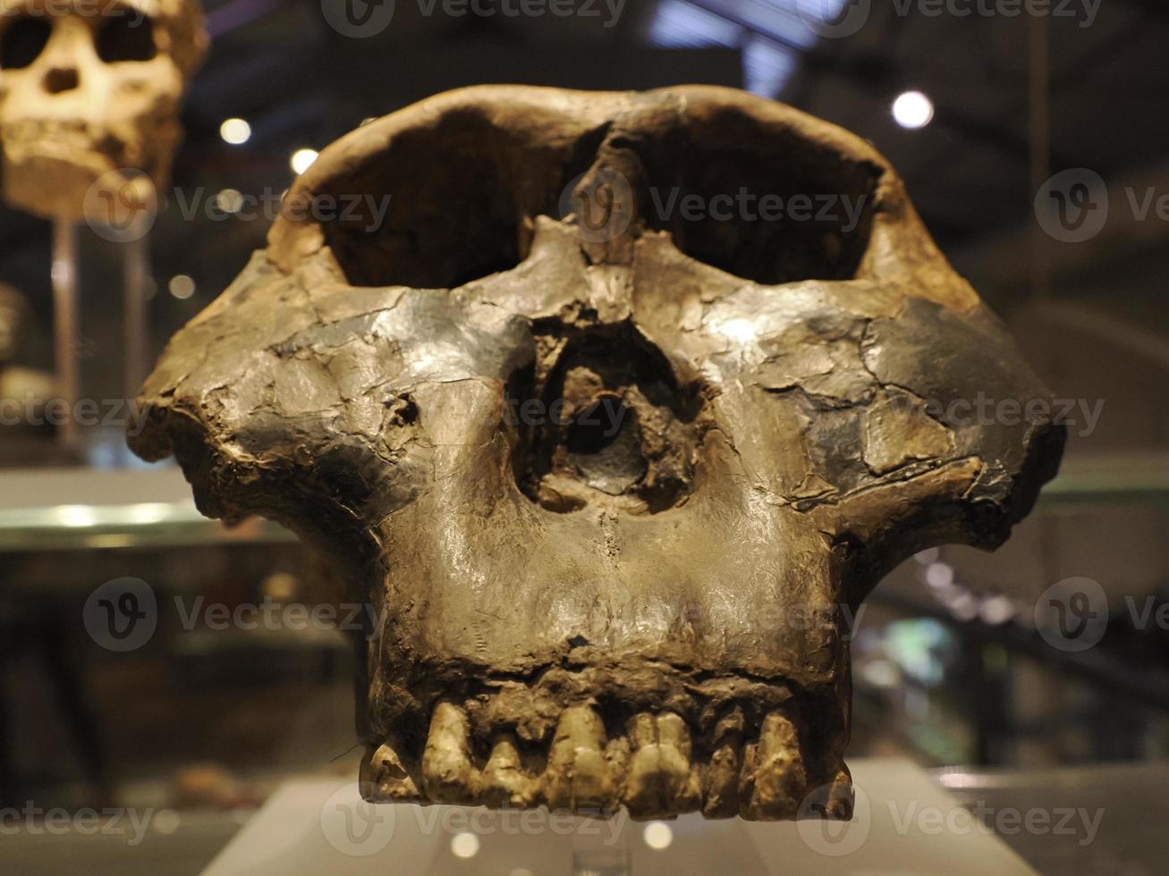 Neanderthal prehistoric skull style evolution display photo