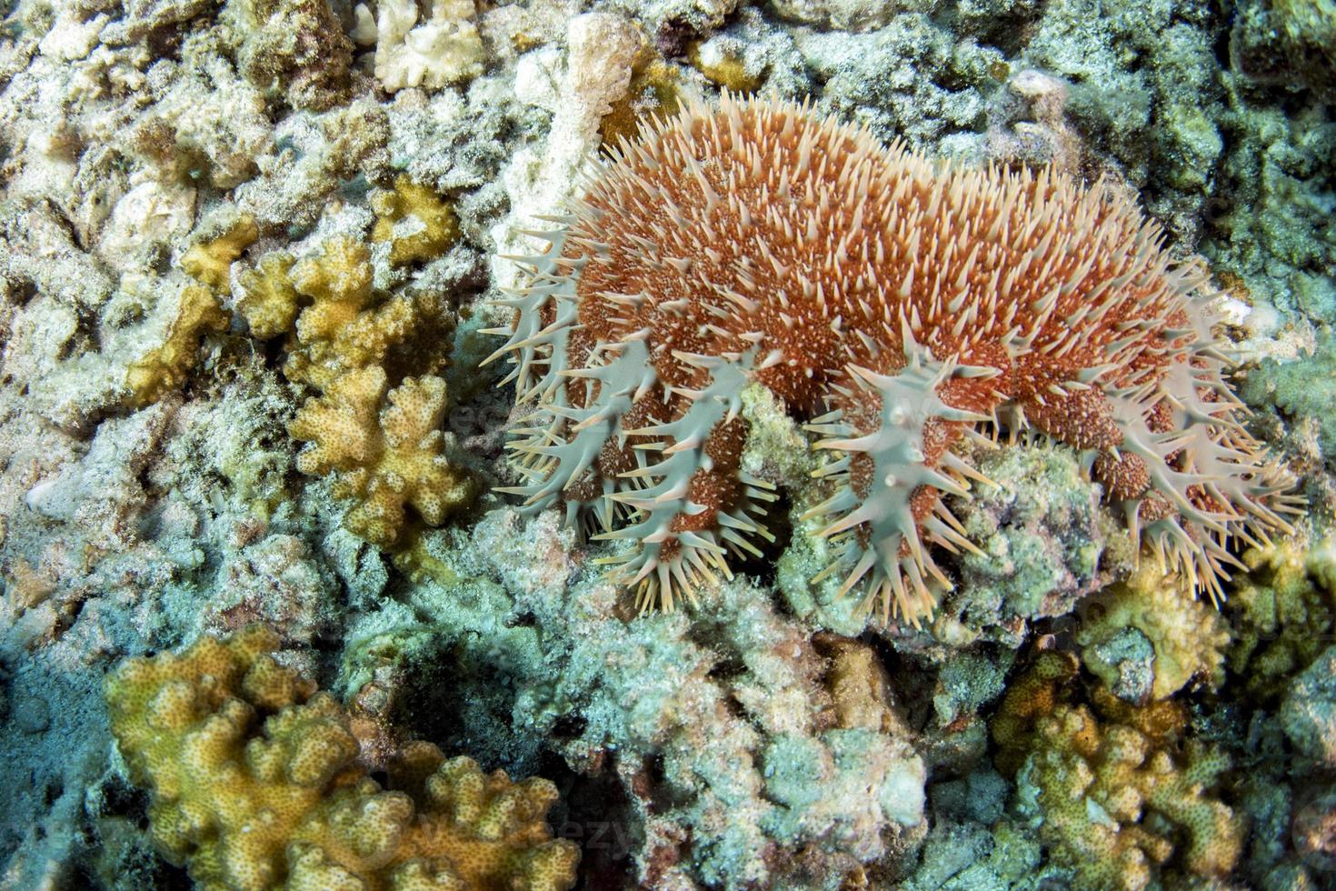 estrella de mar corona de espinas destruir corales foto