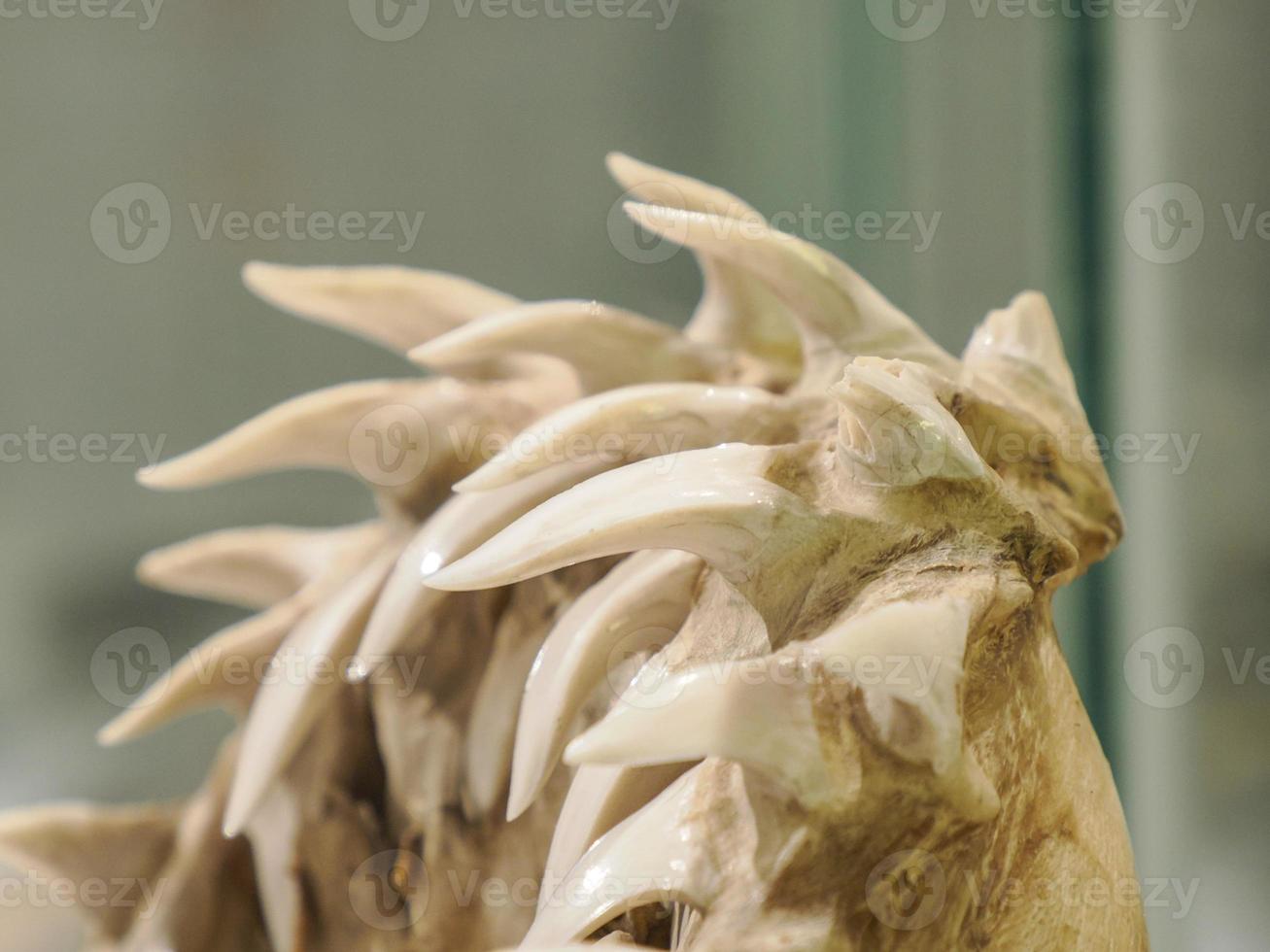 Mako shark jaw showing teeth photo