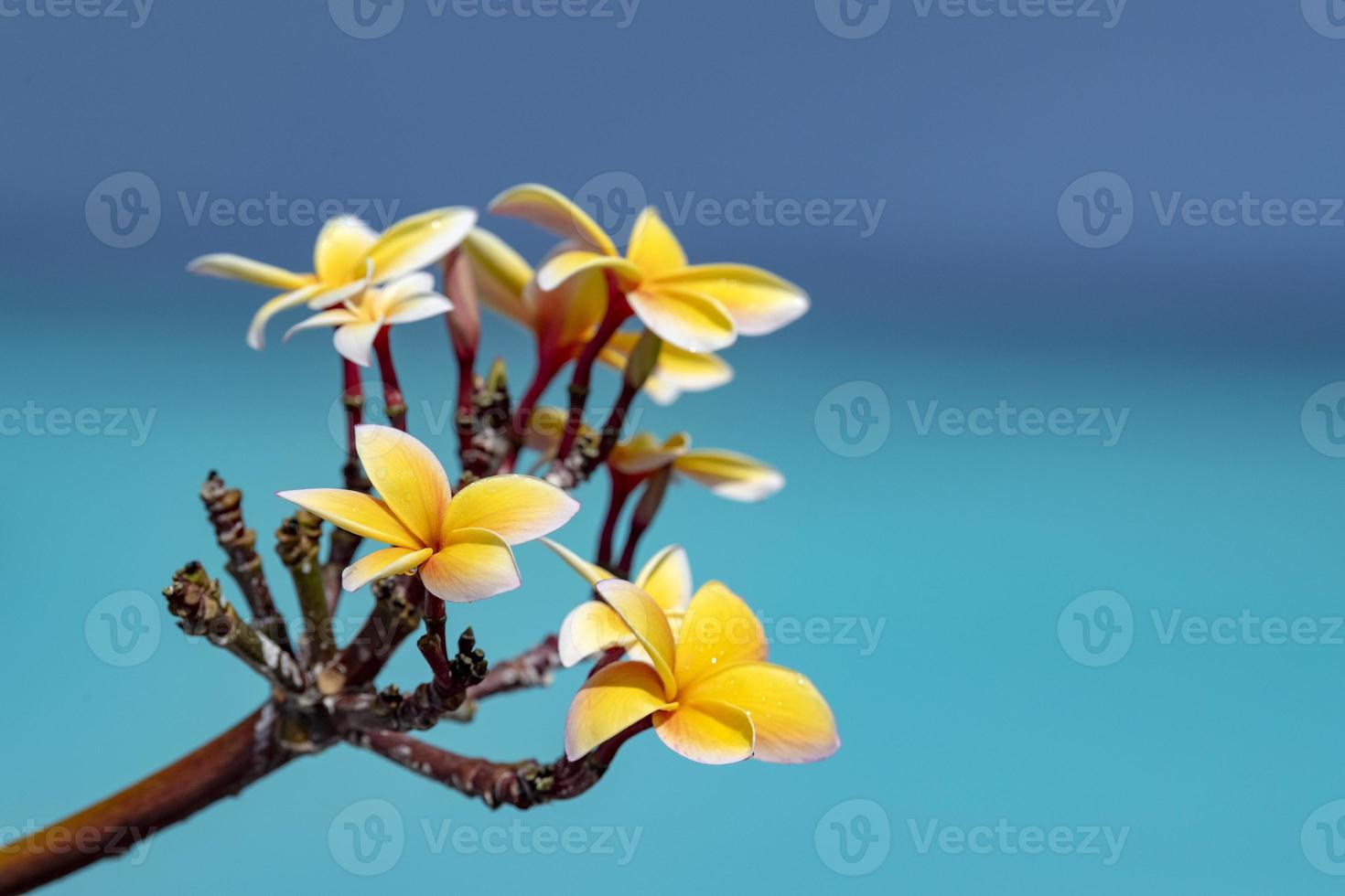 frangipani flower isolated on turquoise water background of bora bora french polynesia photo