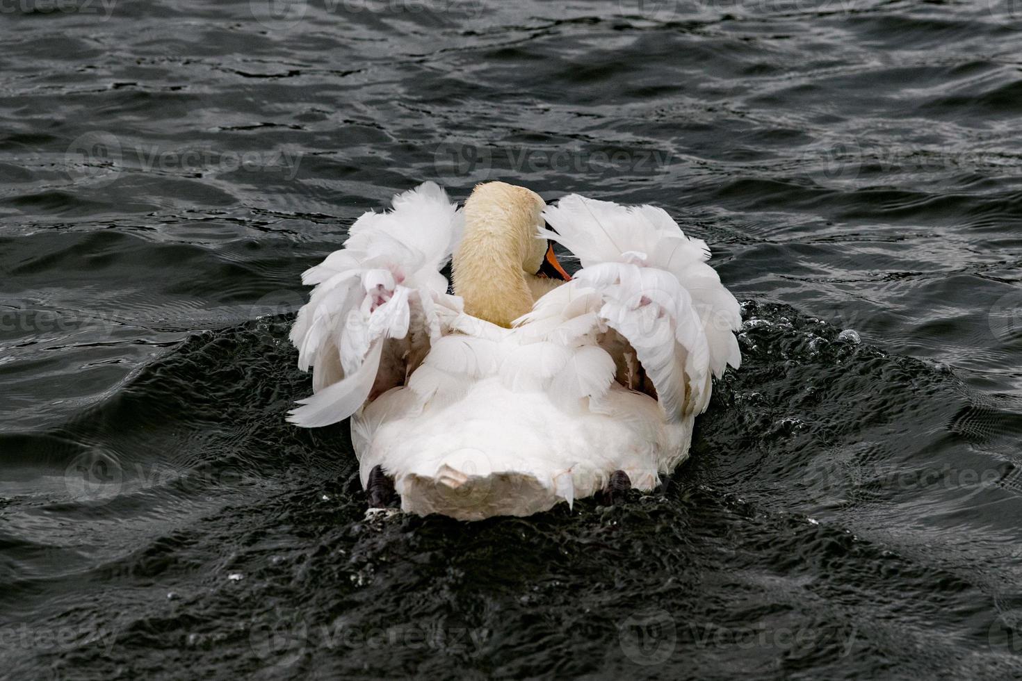 swan swimming in thames river photo