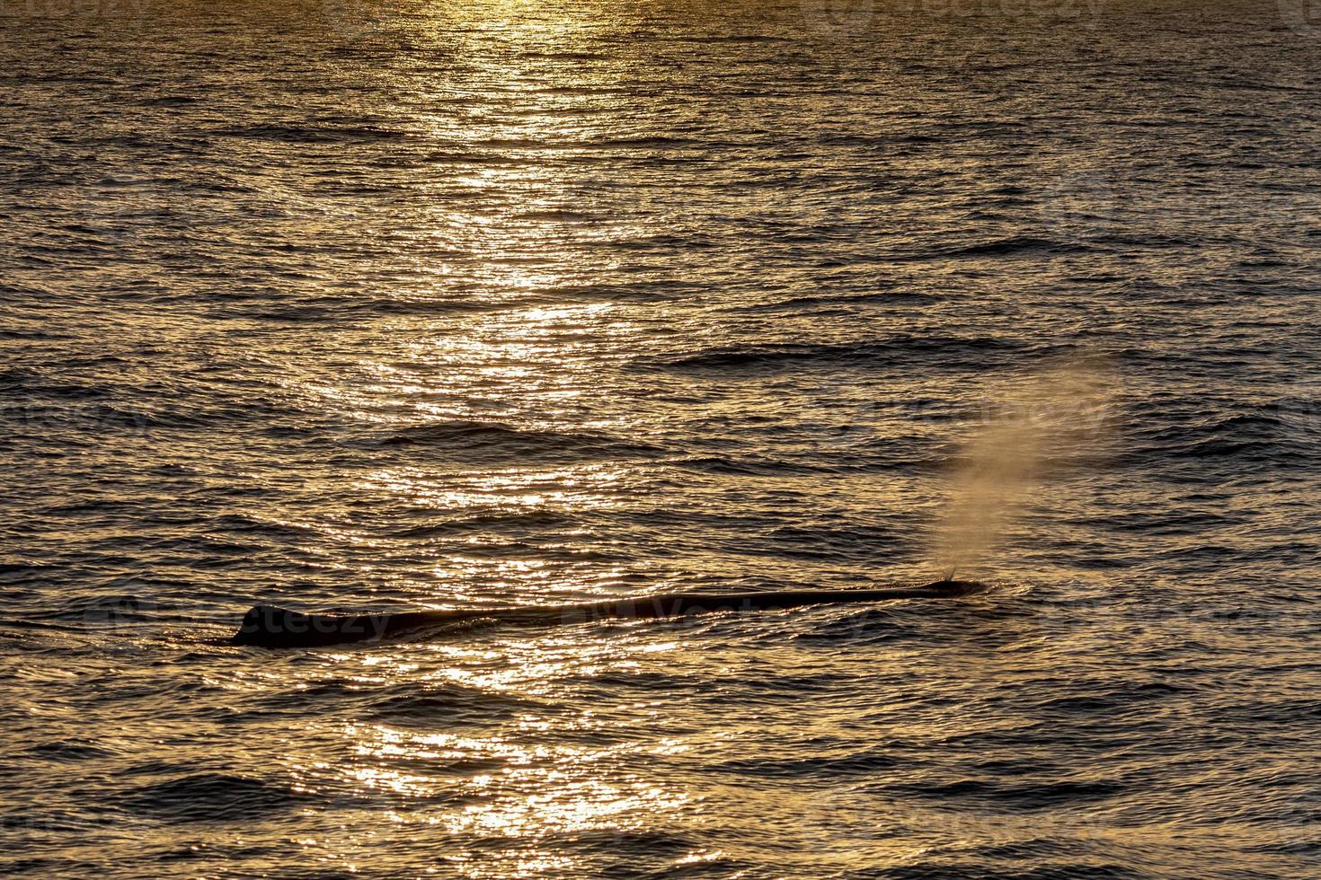 Sperm Whale at sunset in mediterranean Sea photo