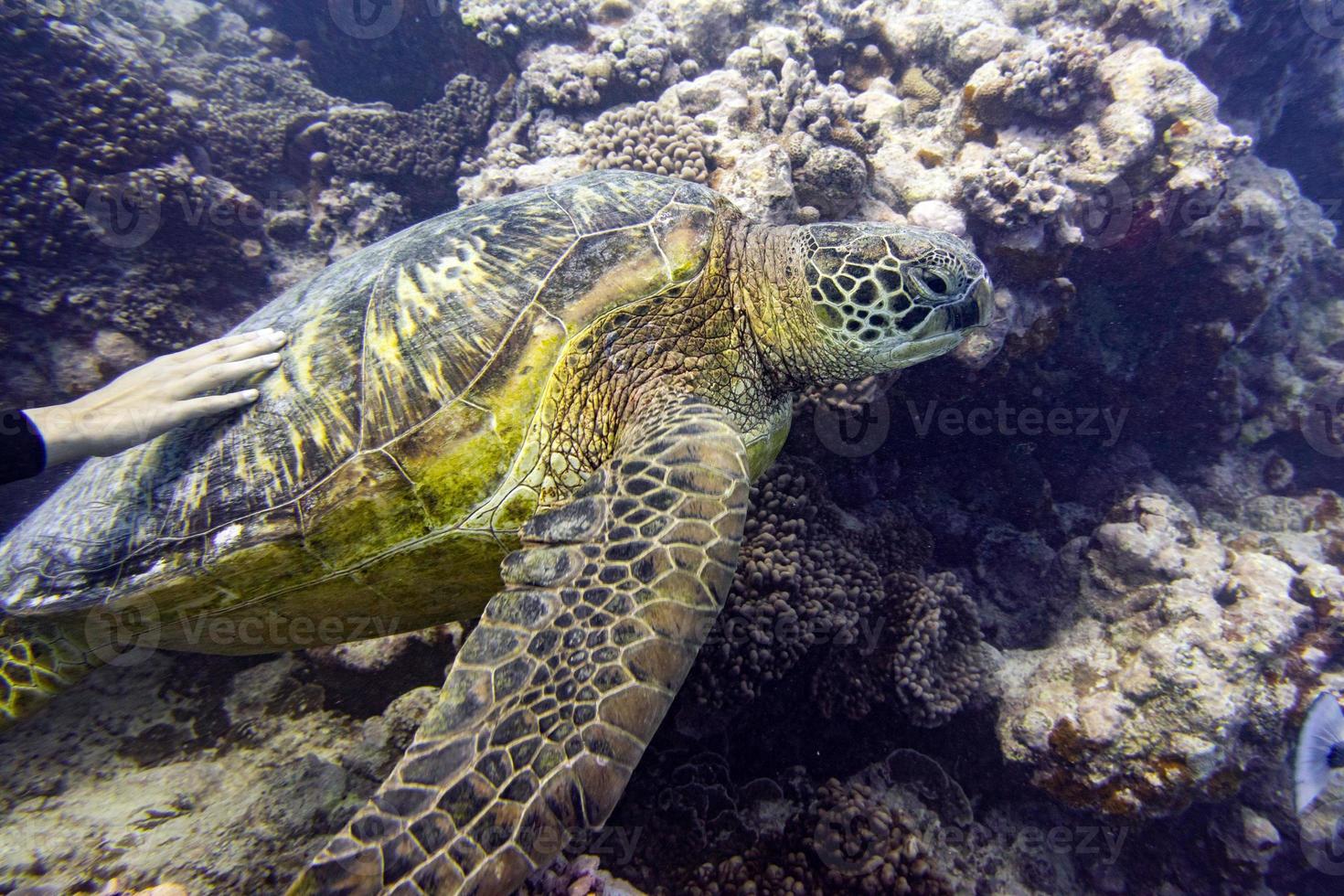 hand caressing green turtle close up portrait underwater photo