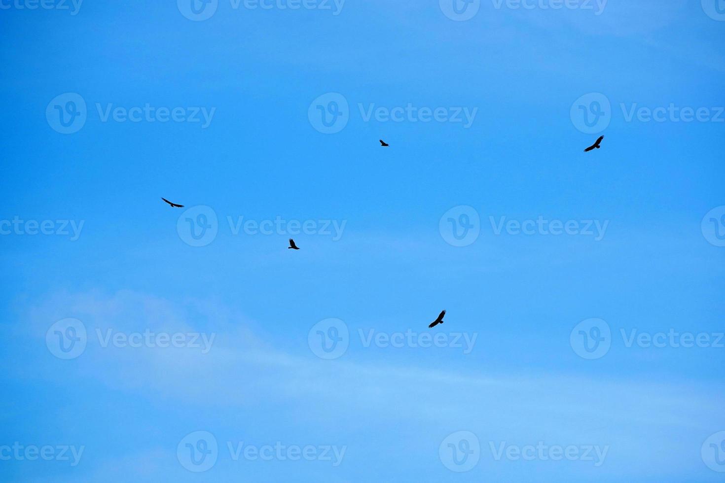 flying buzzard vulture bird in sky photo