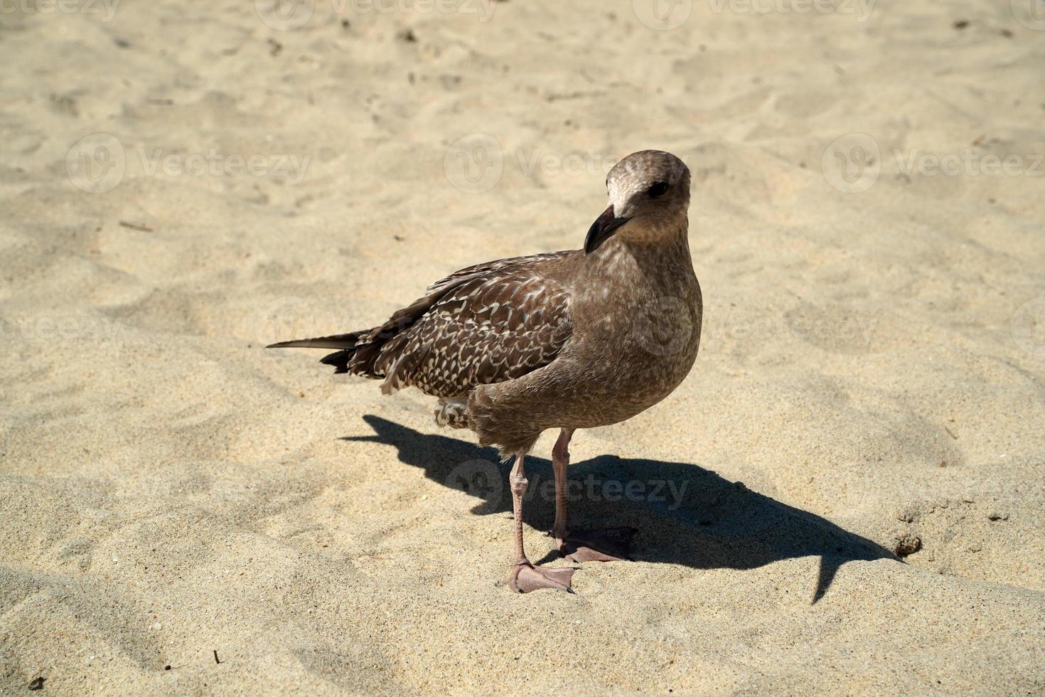 seagull on nantucket sandy beach atlantic ocean photo