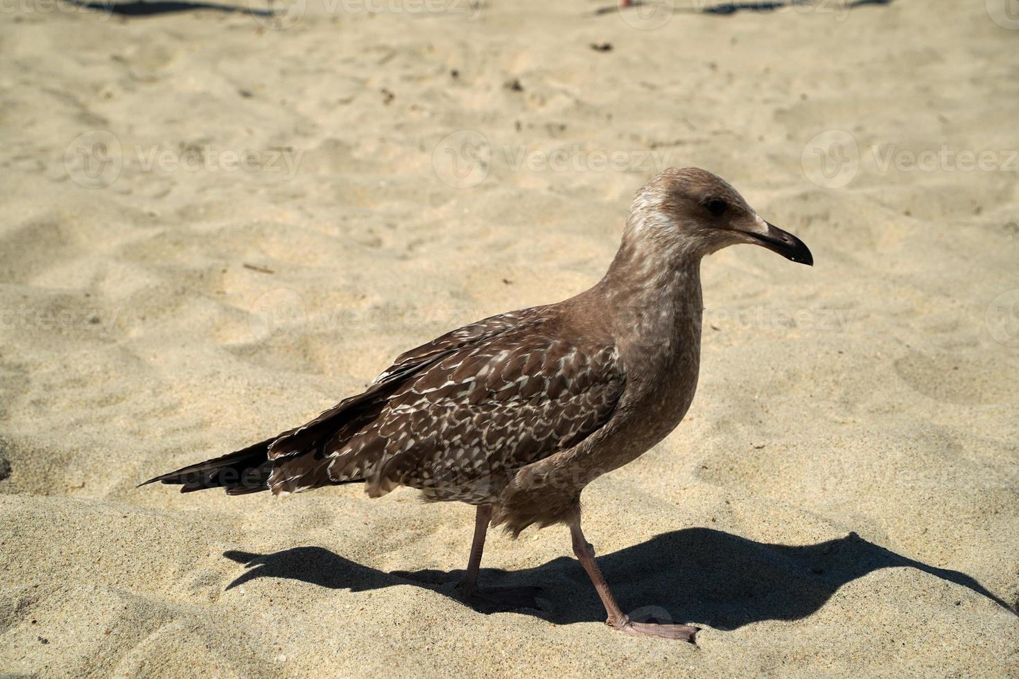 seagull on nantucket sandy beach atlantic ocean photo