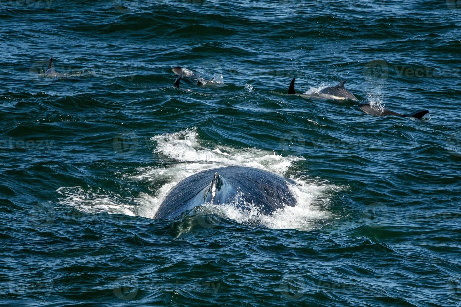 humpback whale in cape cod whale watching while eating with atlantic dolphins photo