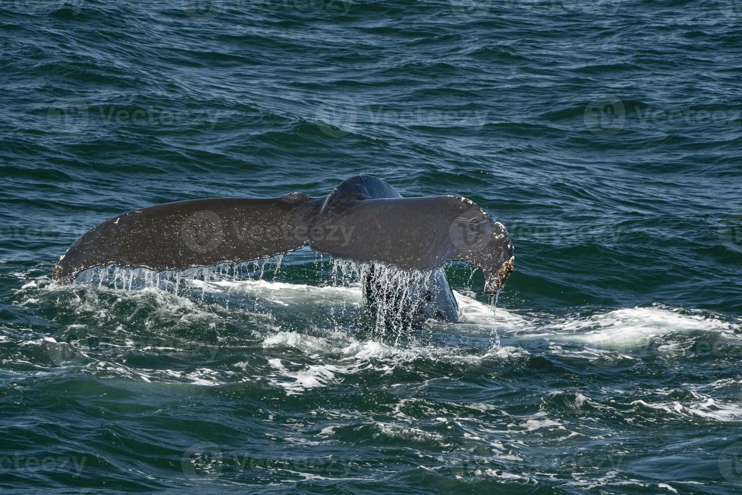 humpback whale in cape cod whale watching while fluking photo