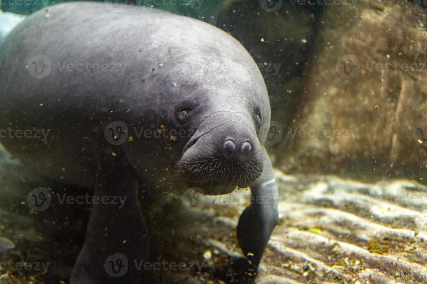 newborn baby manatee close up portrait photo