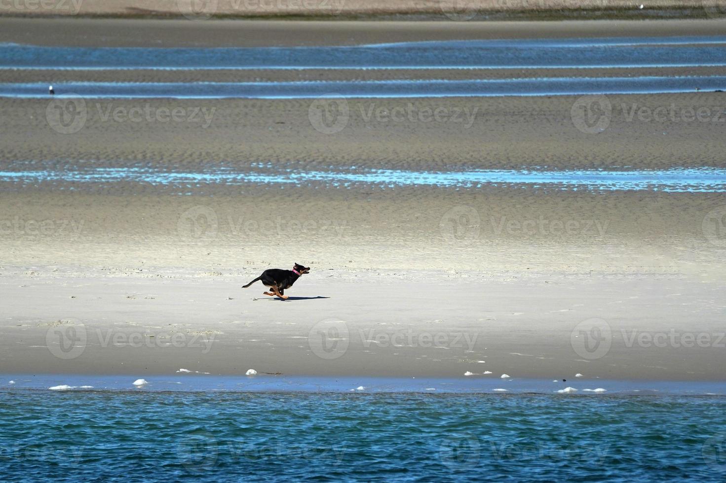 dog running on sea shore in cape cod photo