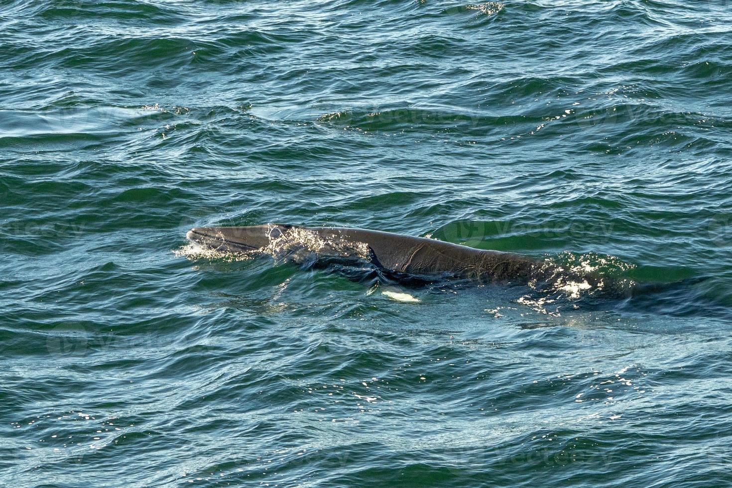Minke whale in cape cod whale watching while eating photo