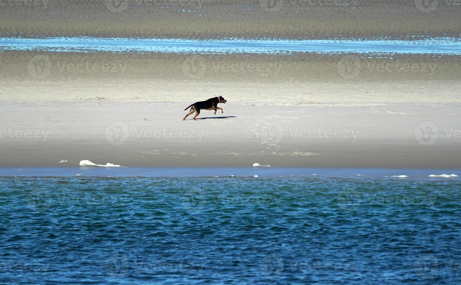 dog running on sea shore in cape cod photo