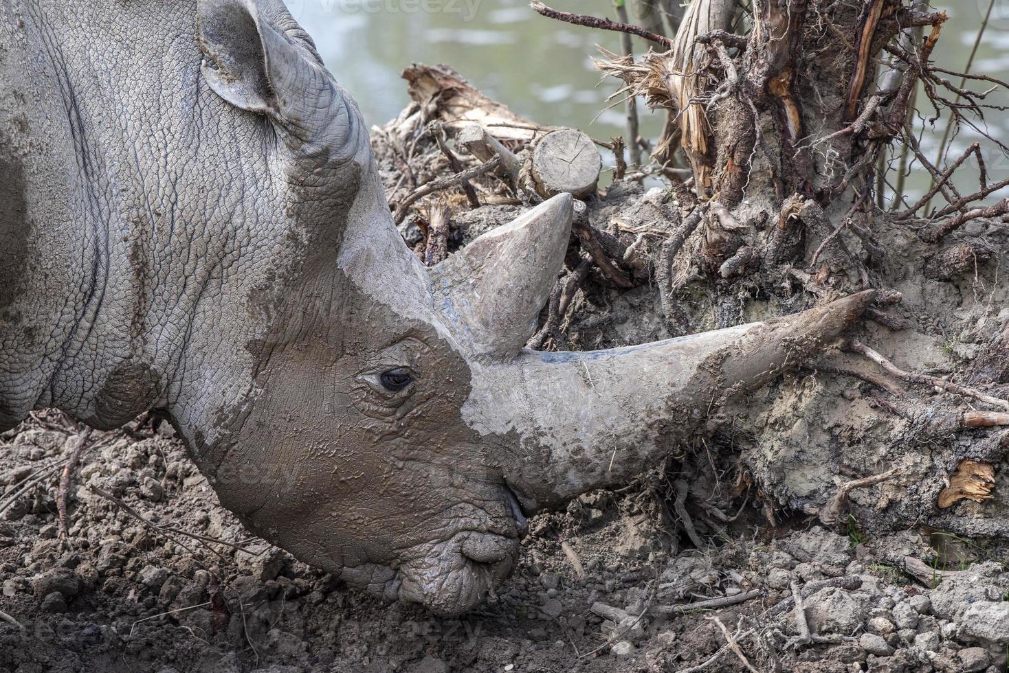 african white rhino horn detail photo