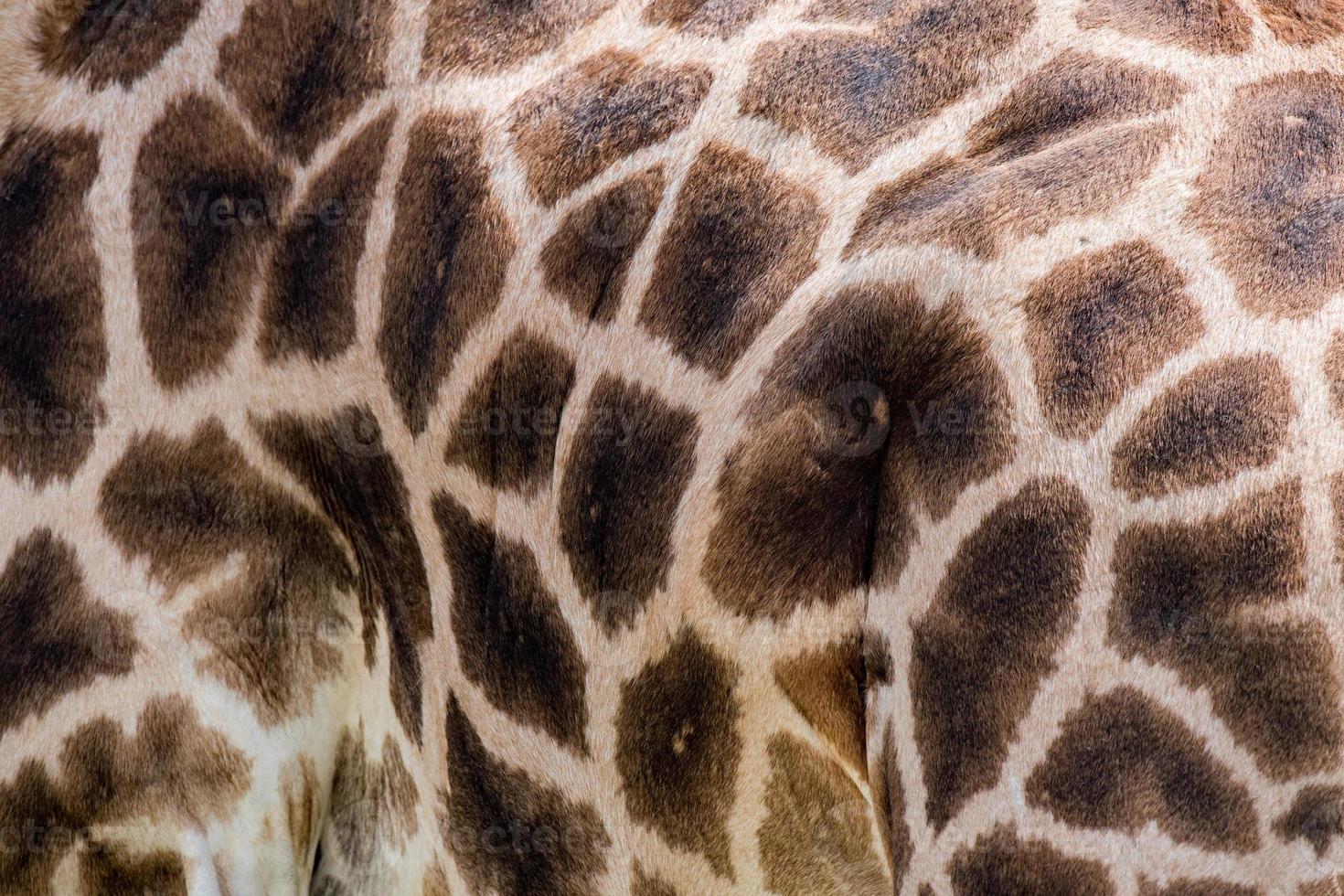 giraffe fur texture background close up photo