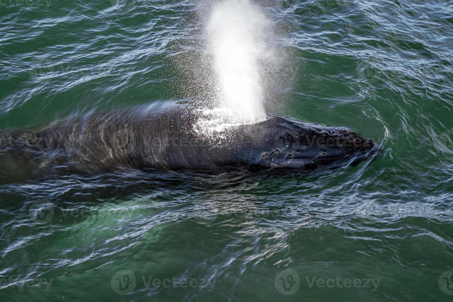 humpback whale in cape cod whale watching while blowing photo