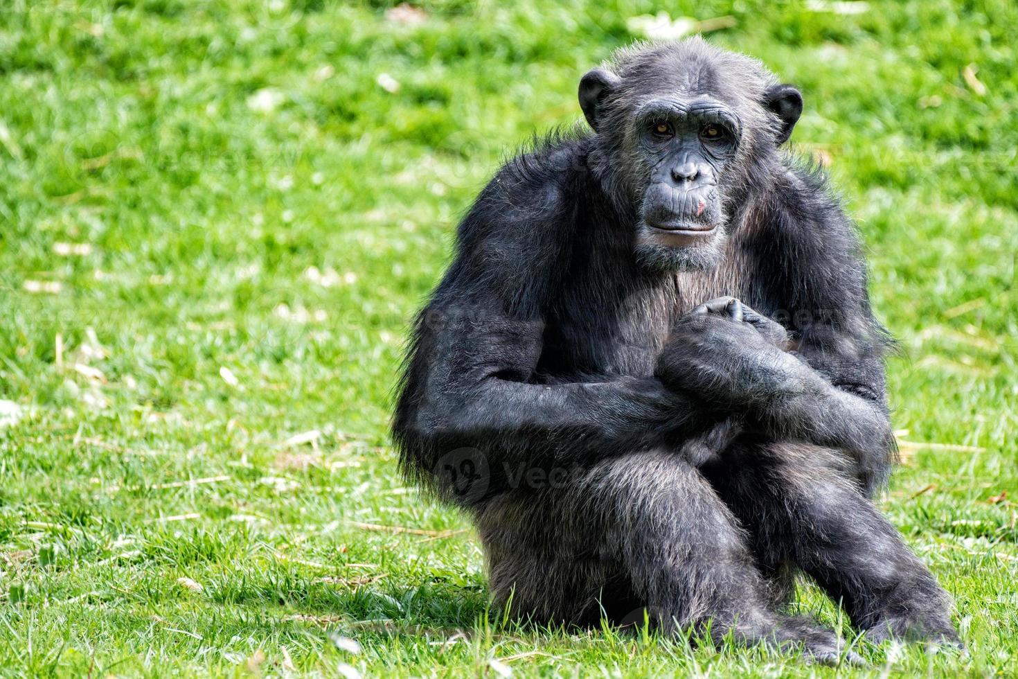 Ape chimpanzee monkey while resting photo