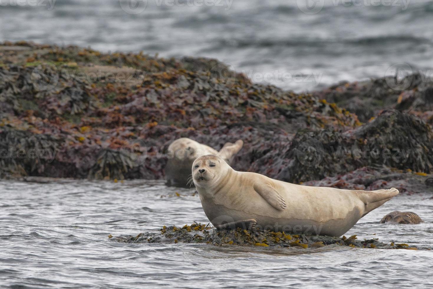 una foca mientras se relaja en una roca foto