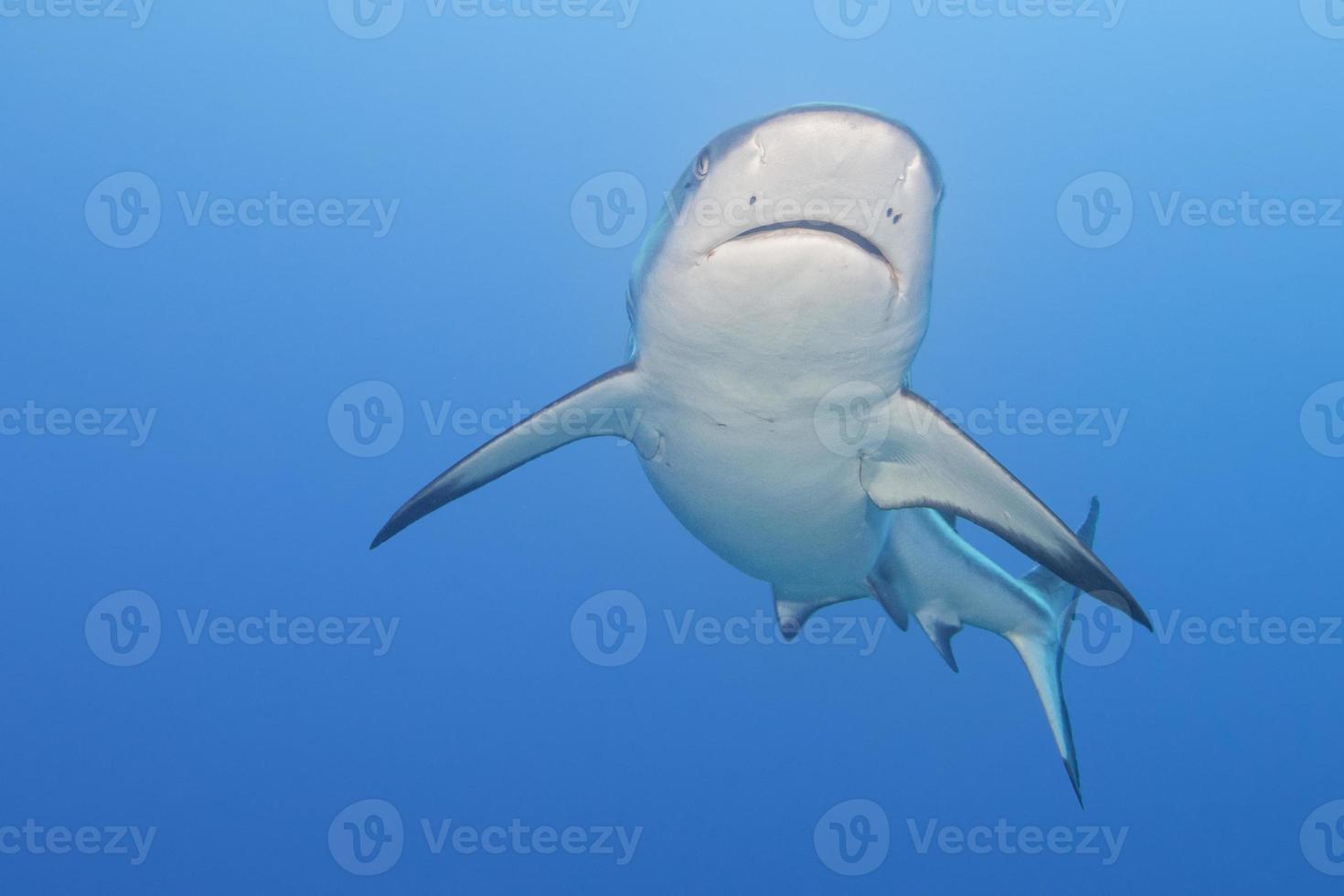 grey white shark jaws ready to attack underwater close up portrait photo