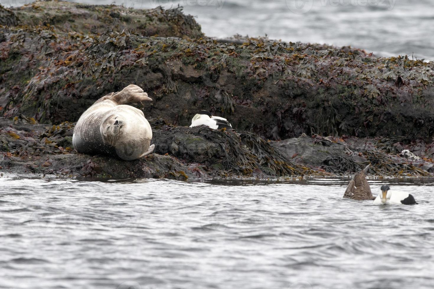 seal relaxing on a rock in  Iceland photo