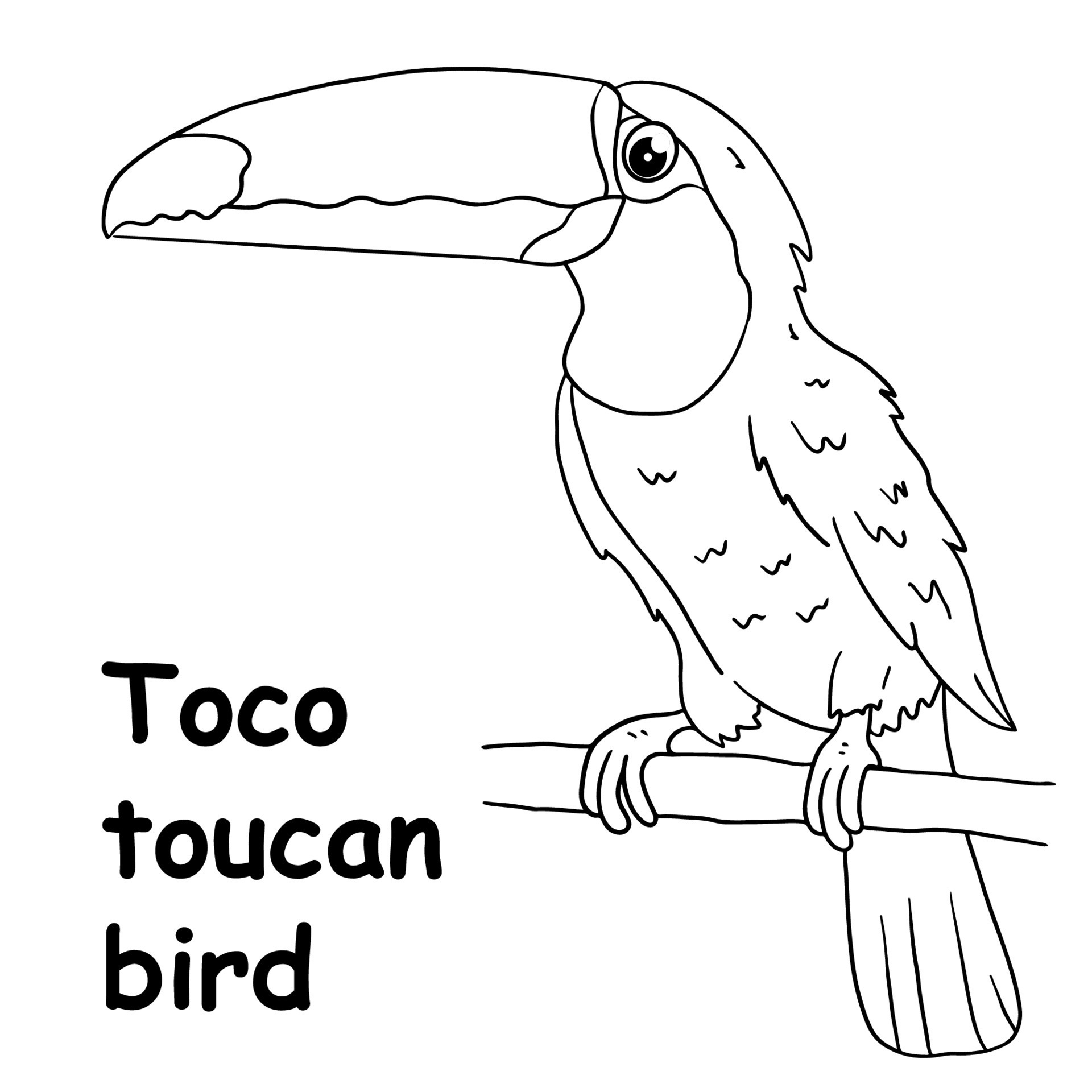 kids line illustration coloring toco toucan bird. outline vector for
