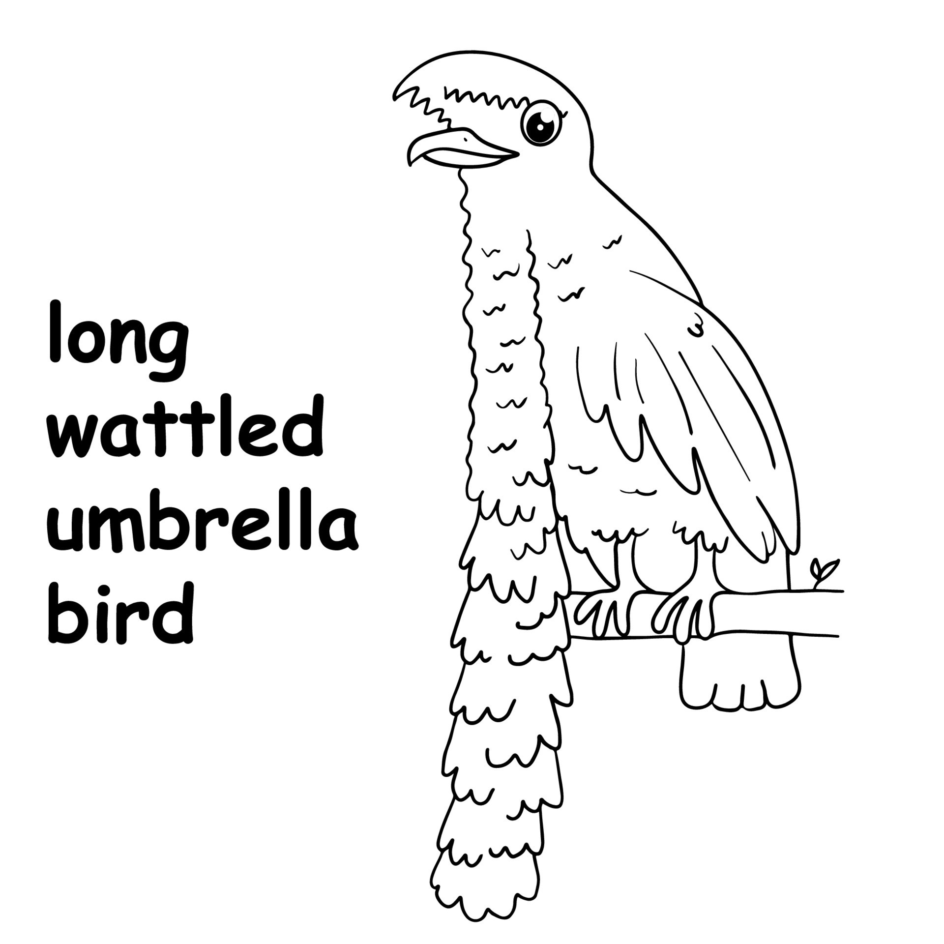 kids line illustration coloring long wattled umbrella bird. outline