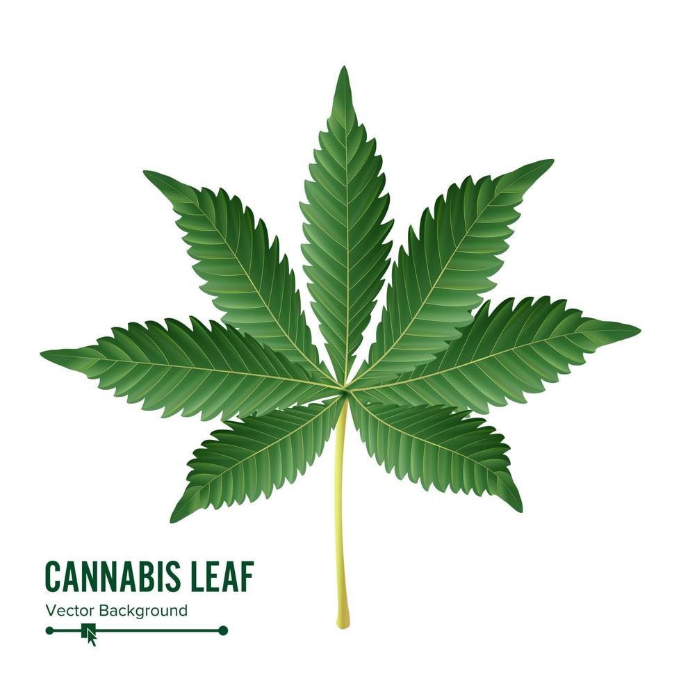 Cannabis Leaf Vector. Green Cannabis Cannabis Sativa or Cannabis Indica Leaf Isolated On White Background. Medical Plant Illustration vector