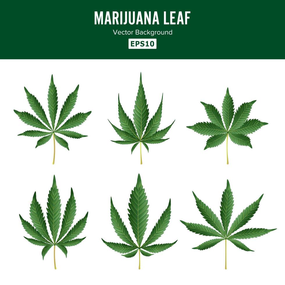Marijuana Green Leaf Vector. Medicinal Herbs Collection. Cannabis Sativa or Cannabis Indica Illustration Isolated On White Background. Graphic Design Element For Printables, Web, Prints, T-shirt. vector
