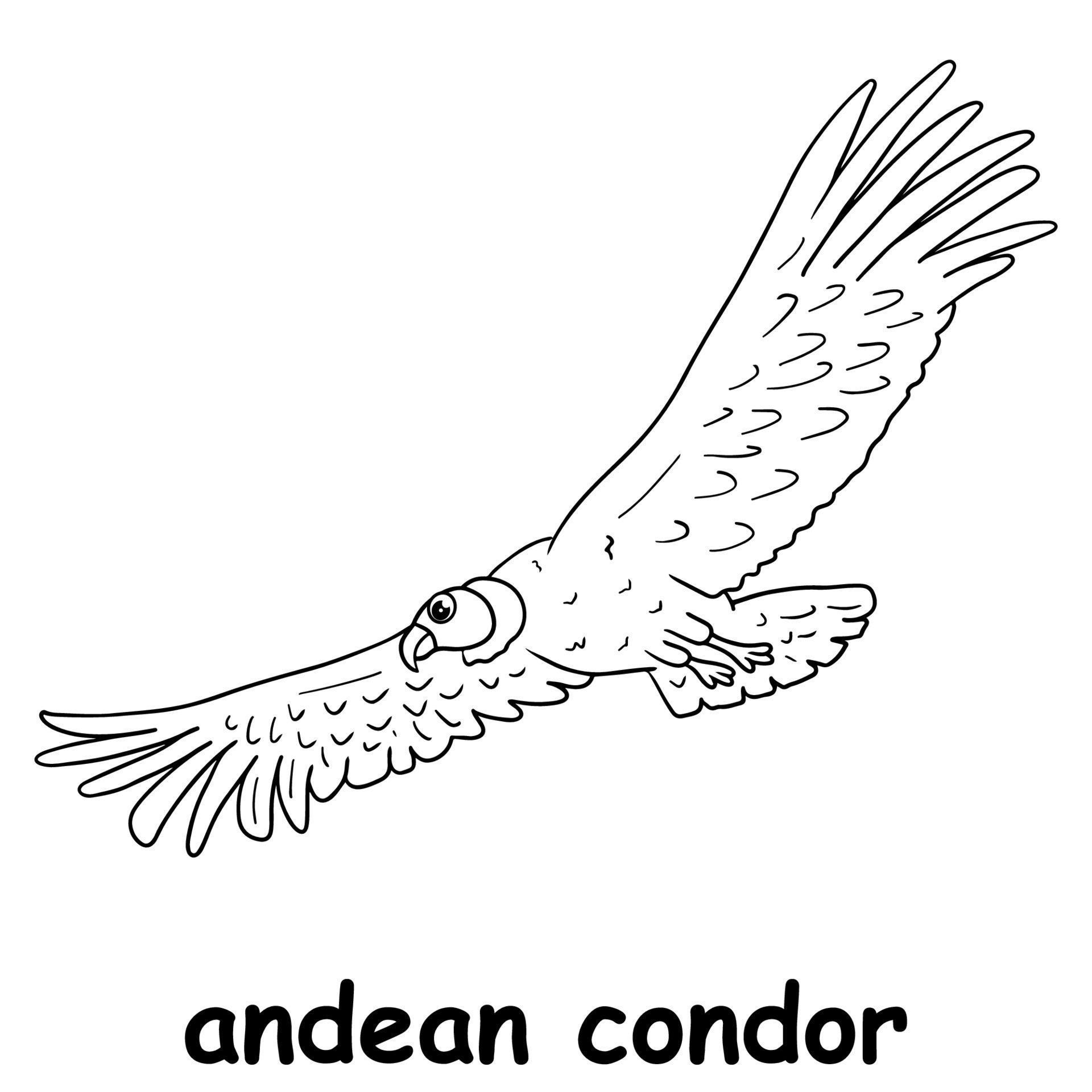 condor mesh white pierre
