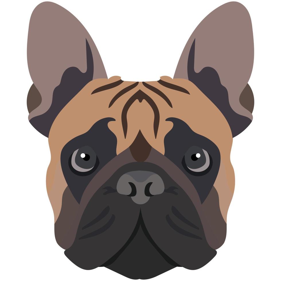 la cara de un bulldog francés. retrato vectorial de una cabeza de perro aislada en fondo blanco. vector