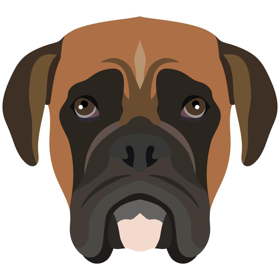 la cara de un perro boxer. retrato vectorial de una cabeza de perro aislada en fondo blanco. vector