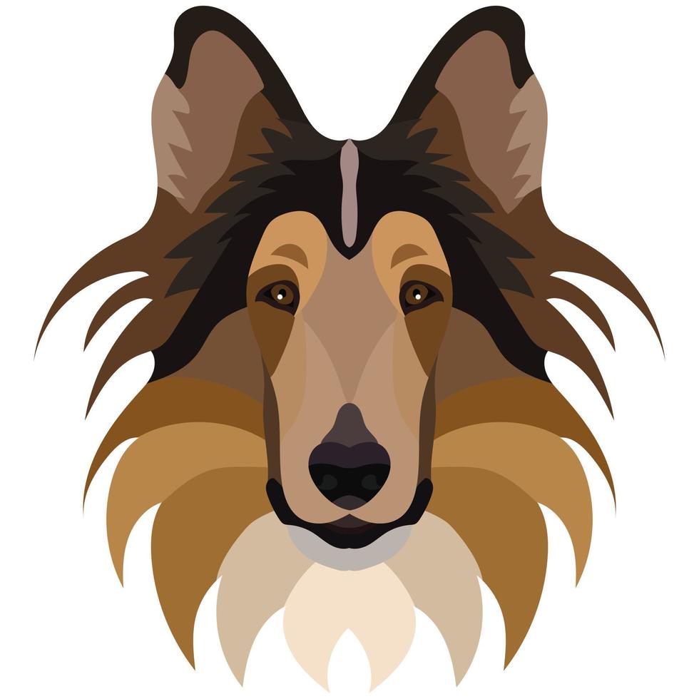 Collie face. Vector portrait of a dog head isolated on white background.