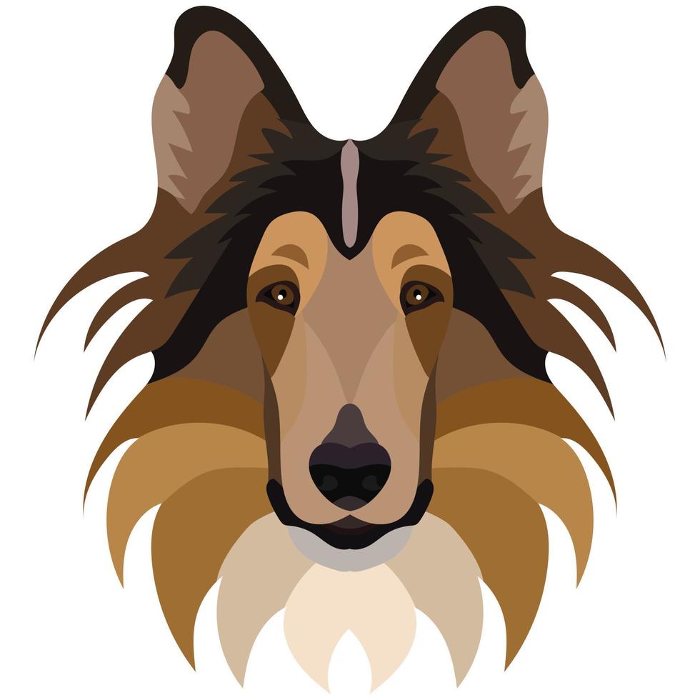 cara de collie retrato vectorial de una cabeza de perro aislada en fondo blanco. vector