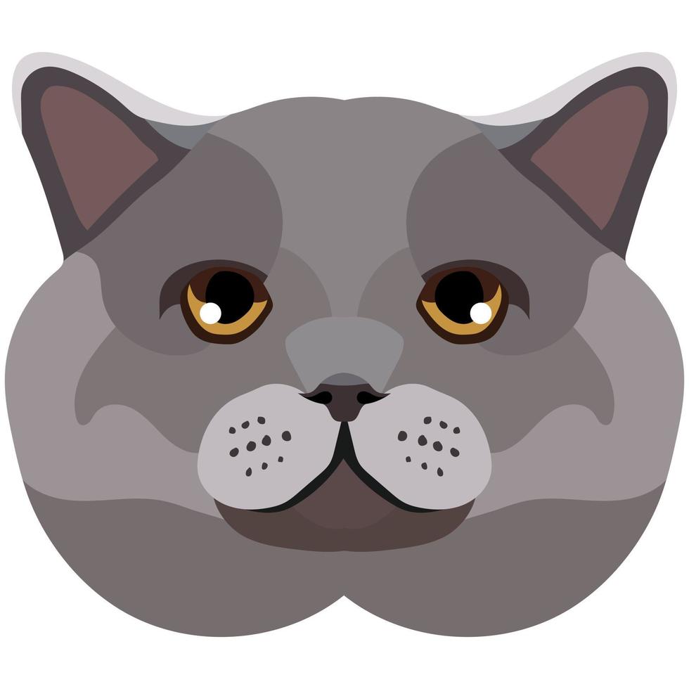 The face of a British cat. Vector portrait of a cat's head on a white background. The muzzle of an animal of the feline genus.