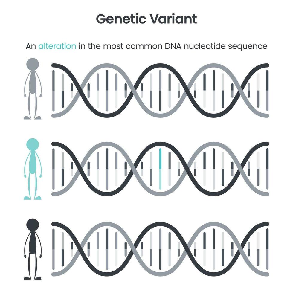 variante genética ciencia educativa ilustración vectorial gráfico vector