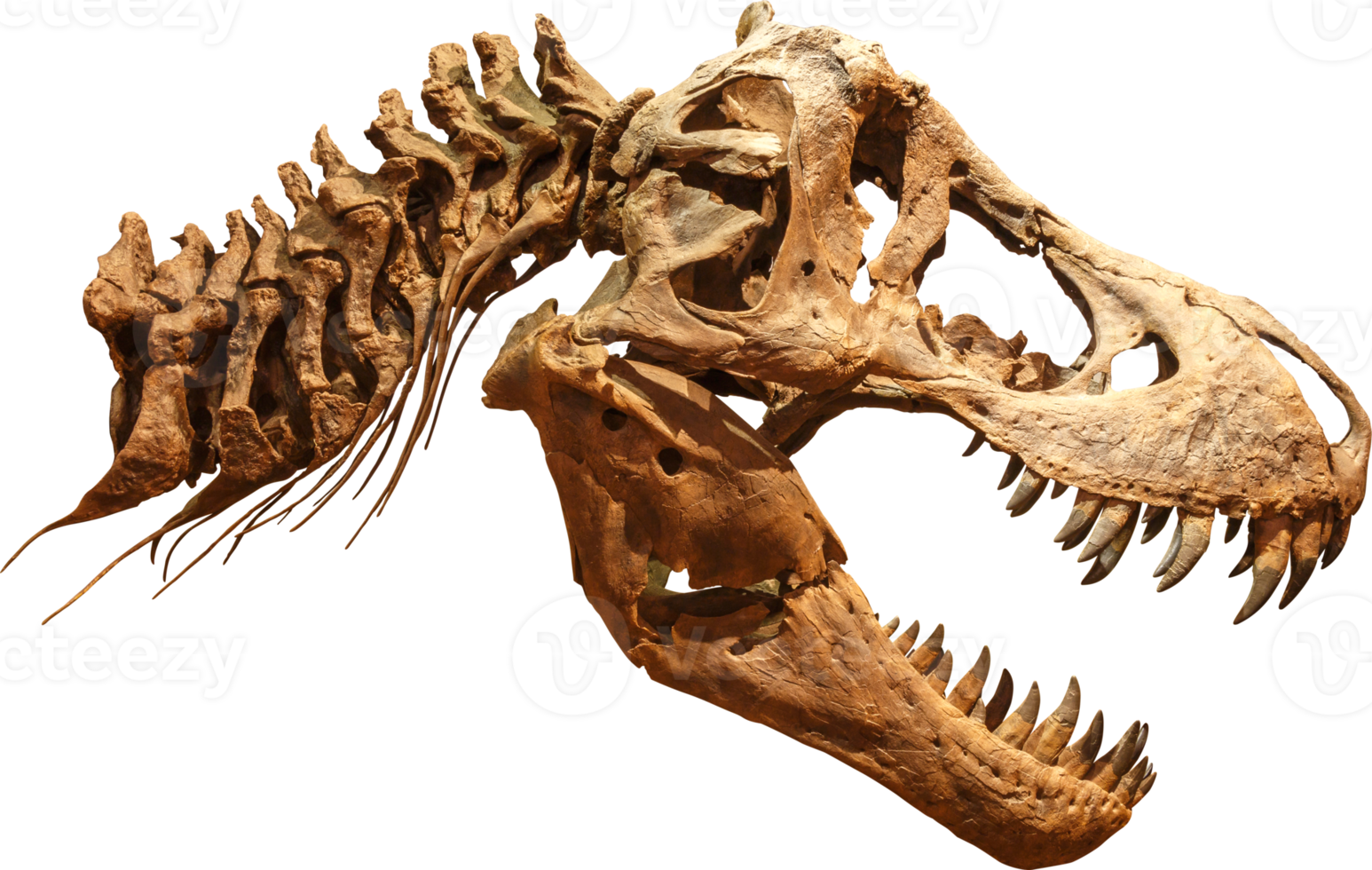 tiranosaurio rex cráneo esqueleto png